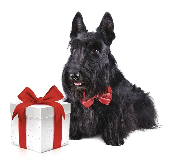 Dog_Full.png Dog_Full.png